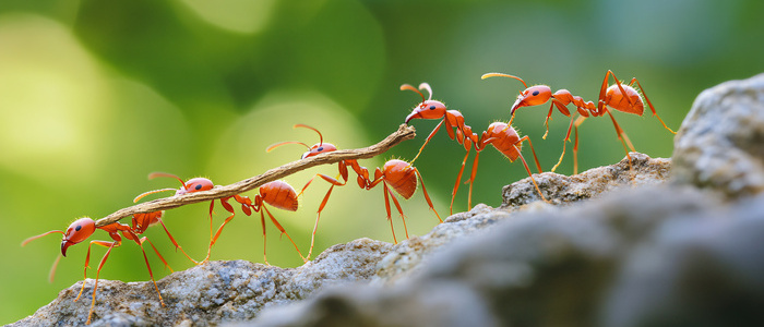 Red Ants Cooperatively Carrying a Twig Across a Rocky Surface in Nature