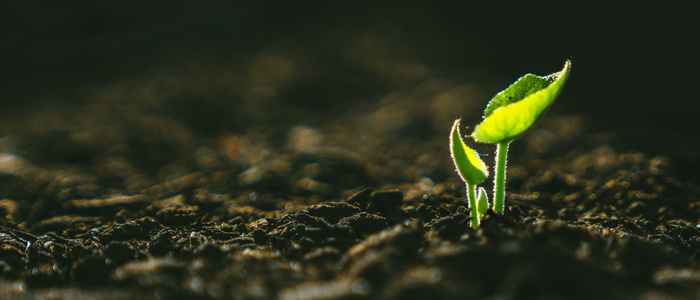 Young Plant Growing In Sunlight