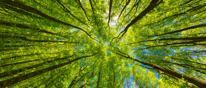 Looking up at the green tops of trees