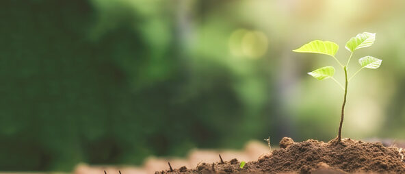 Young green plant growing at sunlight in the garden. World Earth Day banner. Save world concept